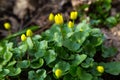 The first spring flowers in a forest - Caltha palustris, marsh- Royalty Free Stock Photo