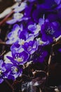 First spring flowers - Hepatica nobilis Royalty Free Stock Photo