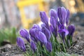 first spring flowers lilac crocuses bloom in the park Royalty Free Stock Photo