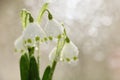 The first spring flowers lilies of the valley with droplets after the rain Royalty Free Stock Photo