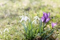 The first spring flowers in meadow, bud of snowdrops, symbol of nature awakening in the sunlight. Light toning, brightening.