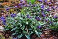The first spring flowers of the medunica. Pulmonaria officinalis.