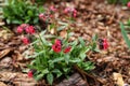 The first spring flowers of the medunica. Pulmonaria officinalis. Royalty Free Stock Photo