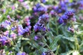 The first spring flowers of the medunica. Pulmonaria officinalis. Royalty Free Stock Photo