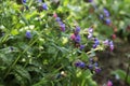 The first spring flowers of the medunica. Pulmonaria officinalis. Royalty Free Stock Photo