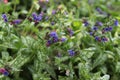 The first spring flowers of the medunica. Pulmonaria officinalis. Royalty Free Stock Photo