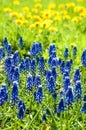 First spring flowers muskari blue flower on the background bokeh