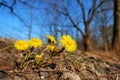 First spring flowers near the pond