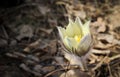 The first spring flowers of Prairie crocus, Pasque flower, prairie anemone, prairie smoke, wind flower Pulsatilla patens Royalty Free Stock Photo