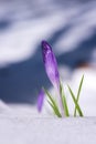 First spring flowers, purple crocus or saffron growing from the snow, natural floral background Royalty Free Stock Photo