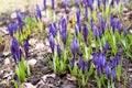 The first spring flowers purple crocuses Royalty Free Stock Photo