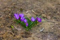 First spring flowers - purple crocuses grow on the ground Royalty Free Stock Photo
