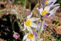 The first spring flowers-purple Crocuses snowdrops Royalty Free Stock Photo