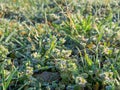 The first spring flowers in the rays of the rising sun, macro. Hoarfrost on the grass, close-up, background and space for text