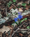 First spring flowers of Scilla bifolia, the alpine squill or two-leaf squill in forest Royalty Free Stock Photo