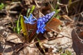 Scylla is the first spring blue flowers to break through last year's fallen leaves in close-ups. Royalty Free Stock Photo