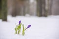 The first spring flowers in the snow on a forest glade.