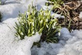 The first spring flowers snow-white snowdrop Galanthus nivalis