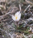 The first spring flowers, snowdrops, Alatau saffron, beautiful white delicate flowers Royalty Free Stock Photo