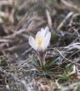 The first spring flowers, snowdrops, Alatau saffron, beautiful white delicate flowers