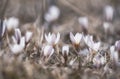 The first spring flowers, snowdrops Alatau saffron a whole meadow of white flowers Royalty Free Stock Photo