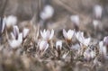 The first spring flowers, snowdrops Alatau saffron a whole meadow of white flowers