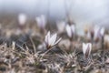 The first spring flowers, snowdrops, Alatau saffron, whole meadow of white delicate flowers Royalty Free Stock Photo