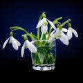 First spring flowers snowdrops bouquet