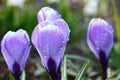 The first spring flowers, snowdrops and crocuses with drops after rain, Royalty Free Stock Photo