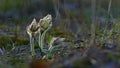 First spring flowers snowdrops - dolly shoot 4k