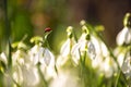 first spring flowers snowdrops in drops of morning dew and ladybug Royalty Free Stock Photo