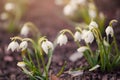 First spring flowers snowdrops in flower garden on sunlight background Royalty Free Stock Photo