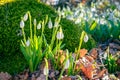 The first spring flowers of snowdrops in the forest near a stone overgrown with moss Royalty Free Stock Photo