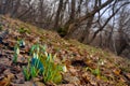 First spring flowers, snowdrops in forest Royalty Free Stock Photo