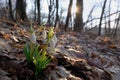 First spring flowers, snowdrops in forest