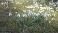 Dolly shoot of wild white snowdrops moving in a wind in green meadow. Pan right to left.