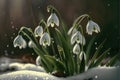 The first spring flowers. Snowdrops in the out of snow. White lily of the valley flower under the first rays of the spring sun.