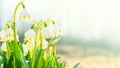 The first spring flowers, snowdrops, a symbol of nature awakening in the sunlight. Light toning, brightening. Long width banner