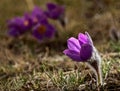 First spring flowers under rain Royalty Free Stock Photo