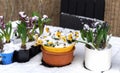 First spring flowers under the snow in the garden. Royalty Free Stock Photo