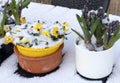 First spring flowers under the snow in the garden. Royalty Free Stock Photo