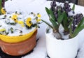 First spring flowers under the snow in the garden. Royalty Free Stock Photo