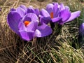 First spring flowers: violet crocuses growing after melting the snow Royalty Free Stock Photo
