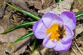 The first spring flowers Royalty Free Stock Photo