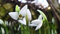 first spring flowers, white, blooming snowdrops in garden, sunlight first spring flowers, beautiful snowdrops in garden, sunlight Royalty Free Stock Photo