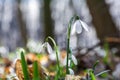 The first spring flowers of white snowdrops bloom on a sunny day in the forest Royalty Free Stock Photo