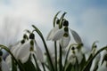 The first spring flowers are white snowdrops.