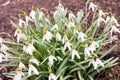 The first spring flowers white snowdrops