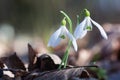 The first spring flowers of white snowdrops grow in the forest Royalty Free Stock Photo