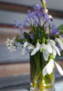 First spring flowers. White snowdrops and small blue flowers. Springtime concept. Small bouquet in vase. Romantic bouquet. Royalty Free Stock Photo